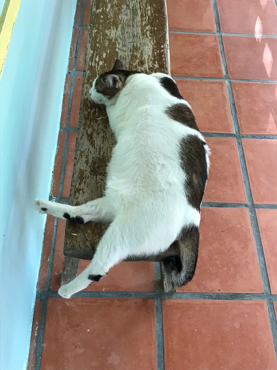 Malaysia - Kedawang - Fat Cat waiting to get in 