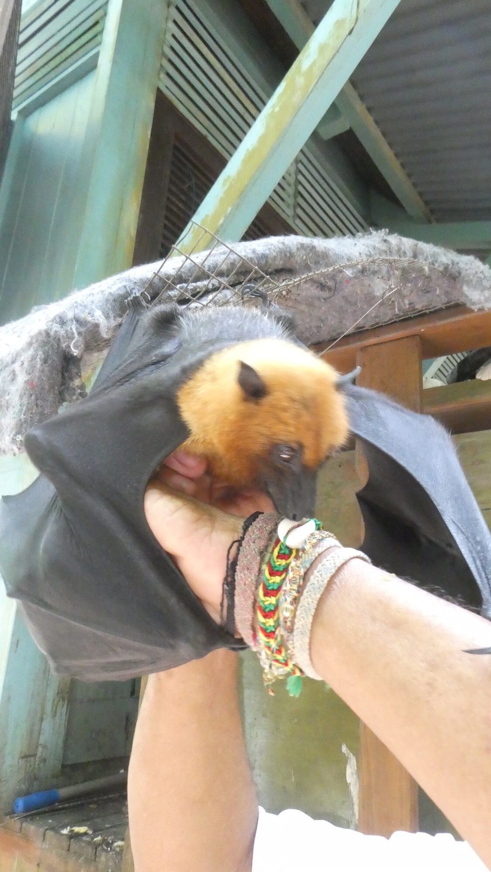 Seychellen -  - Ach ja, Lenny, Agelins Fledermaus :-))