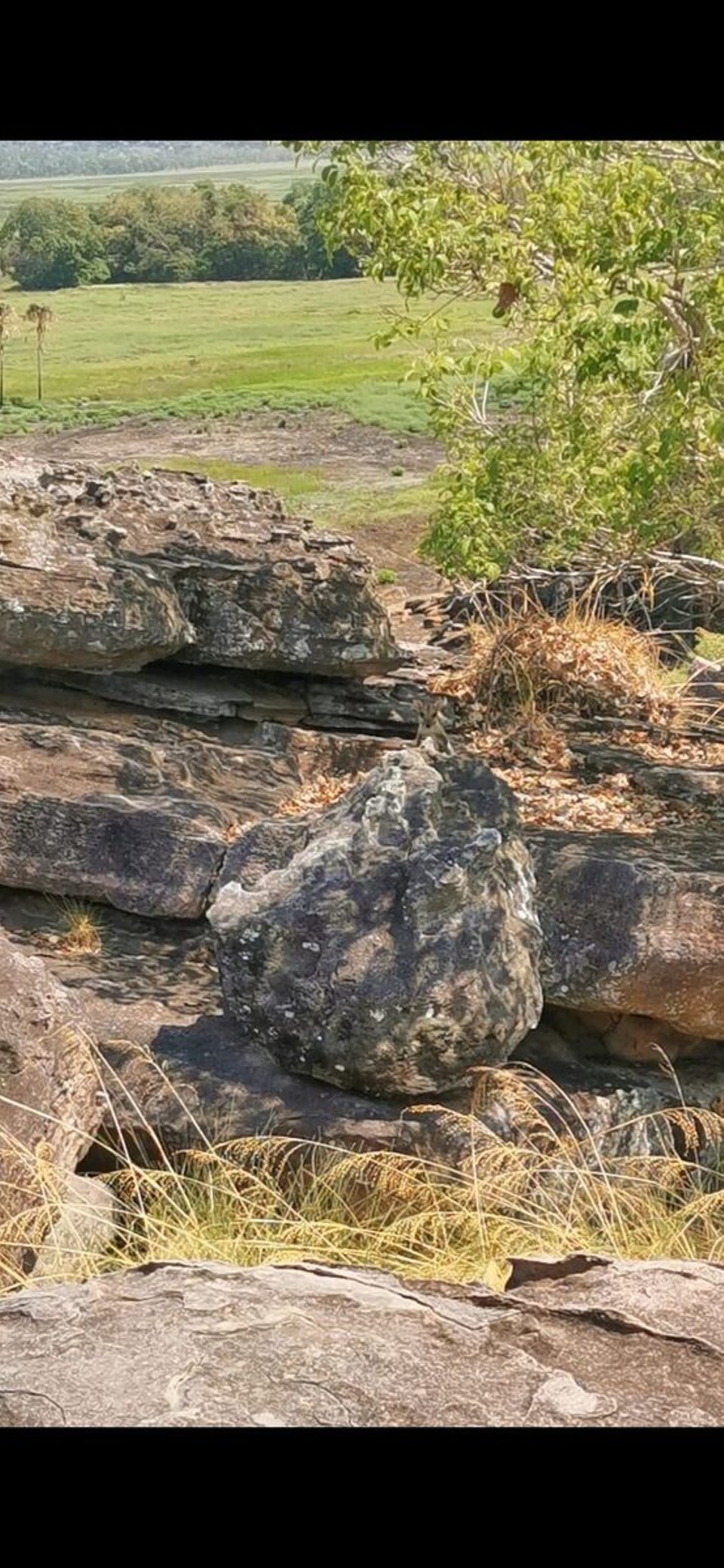 Australien - Kakadu - Guggus 😁