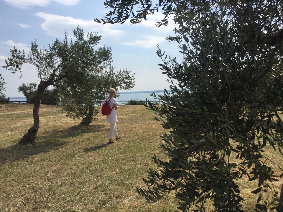 Italy - Sirmione - Olive trees