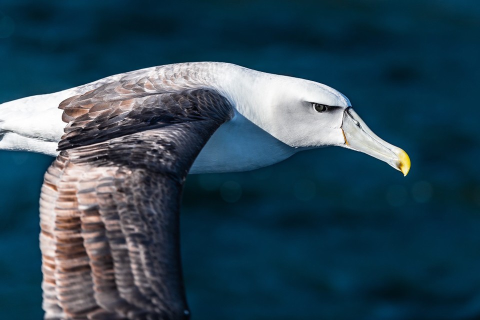 Neuseeland -  - 
