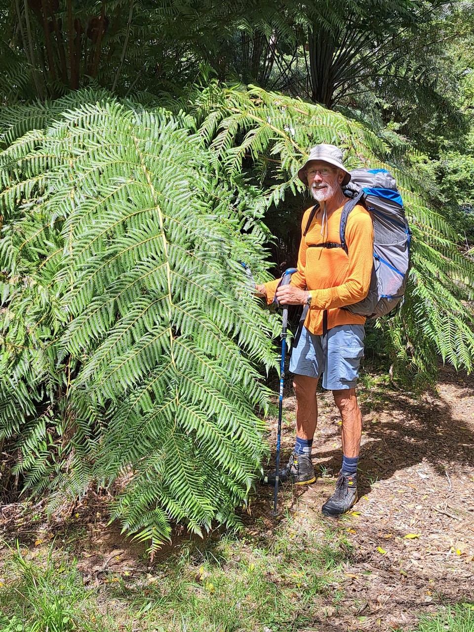 Neuseeland - Pirongia - 