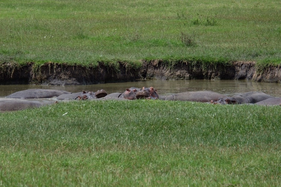  - Schutzgebiet Ngorongoro - Wieder eine Flusspferdfamilie, leider wieder nur unter Wasser 