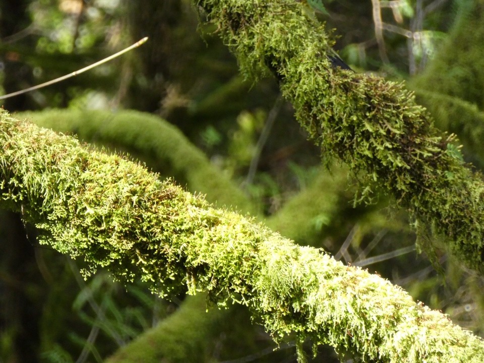Canada - Vancouver - Such greens