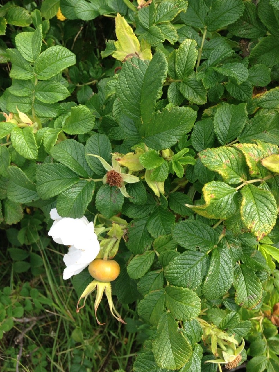 Deutschland - Borkum - 