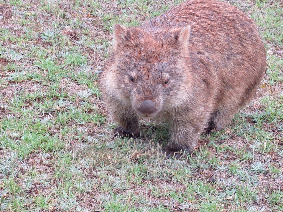 Australien -  - 