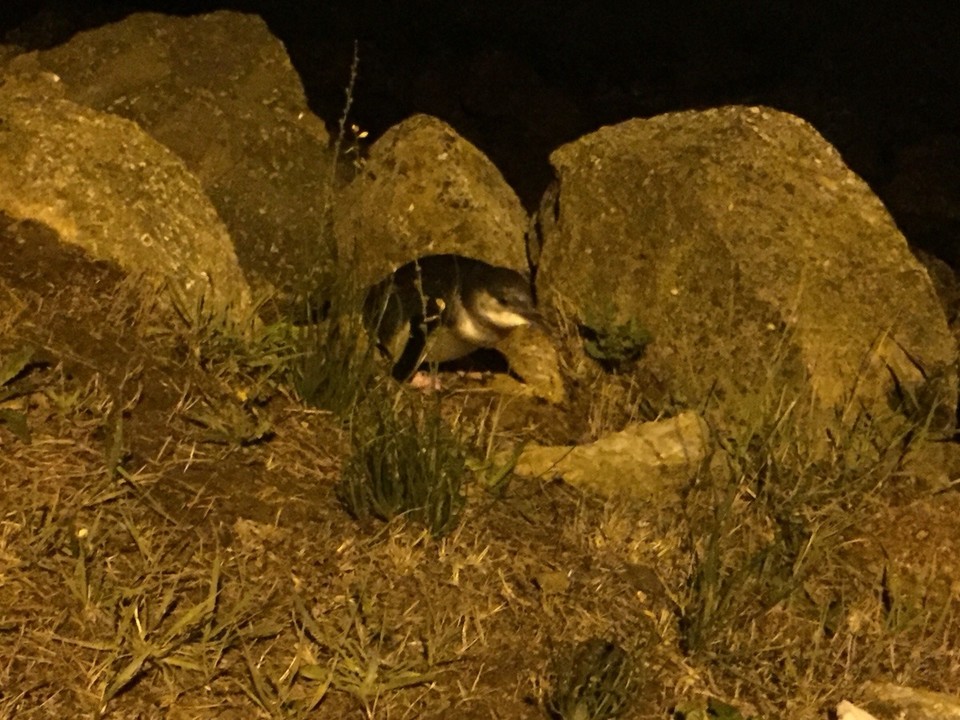 Neuseeland - Oamaru - Blauer Pinguin 