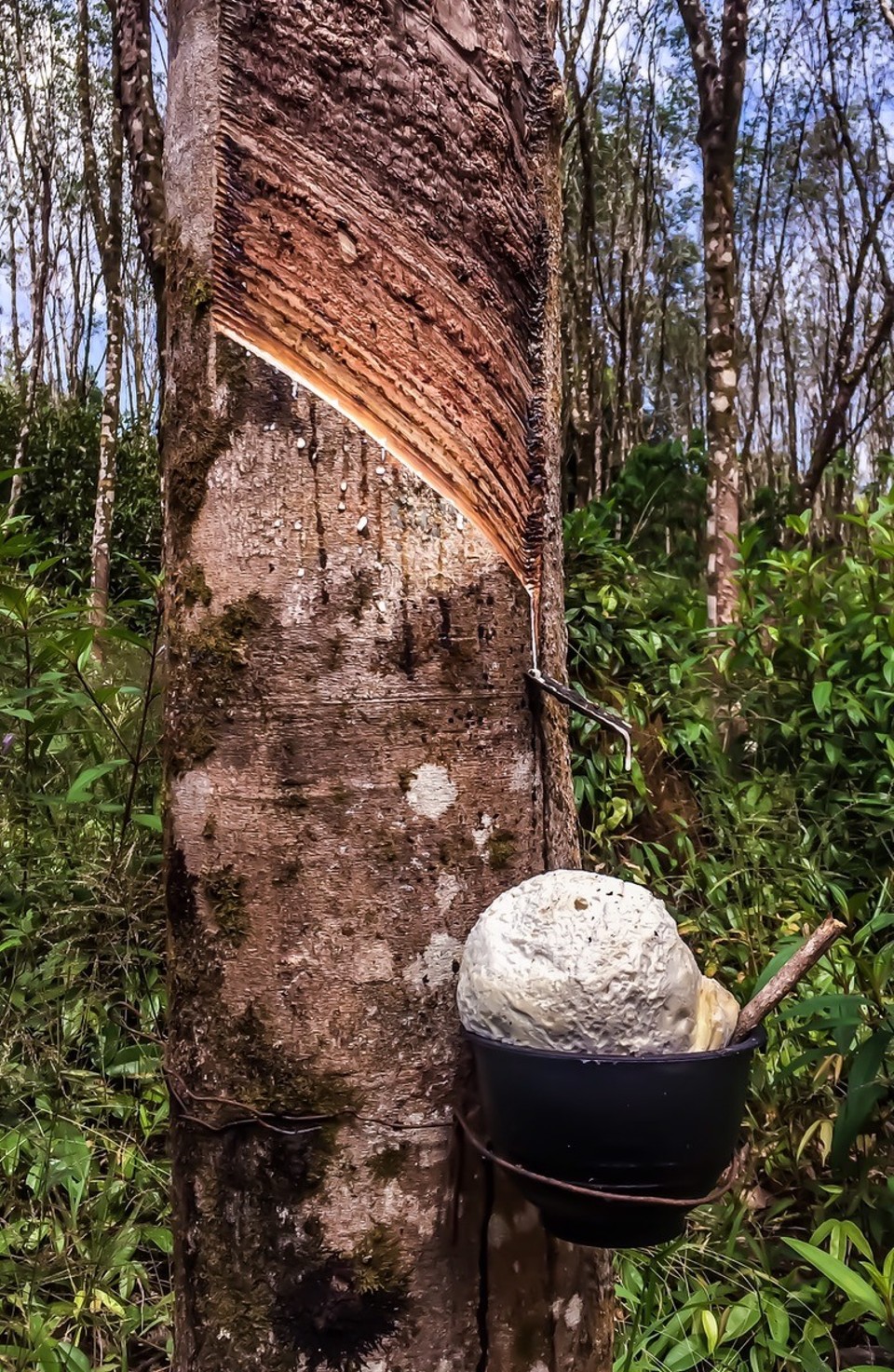  - Khlong Sok - Auf der Piste durch den Nationalpark schwitzt auch der Kautschuk. 