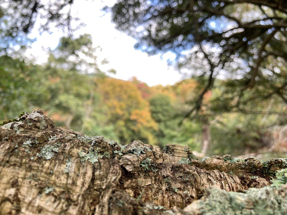 Neuseeland - Gisborne - Ein Korkbaum, super cool wie „weich“ die Rinde ist 😃