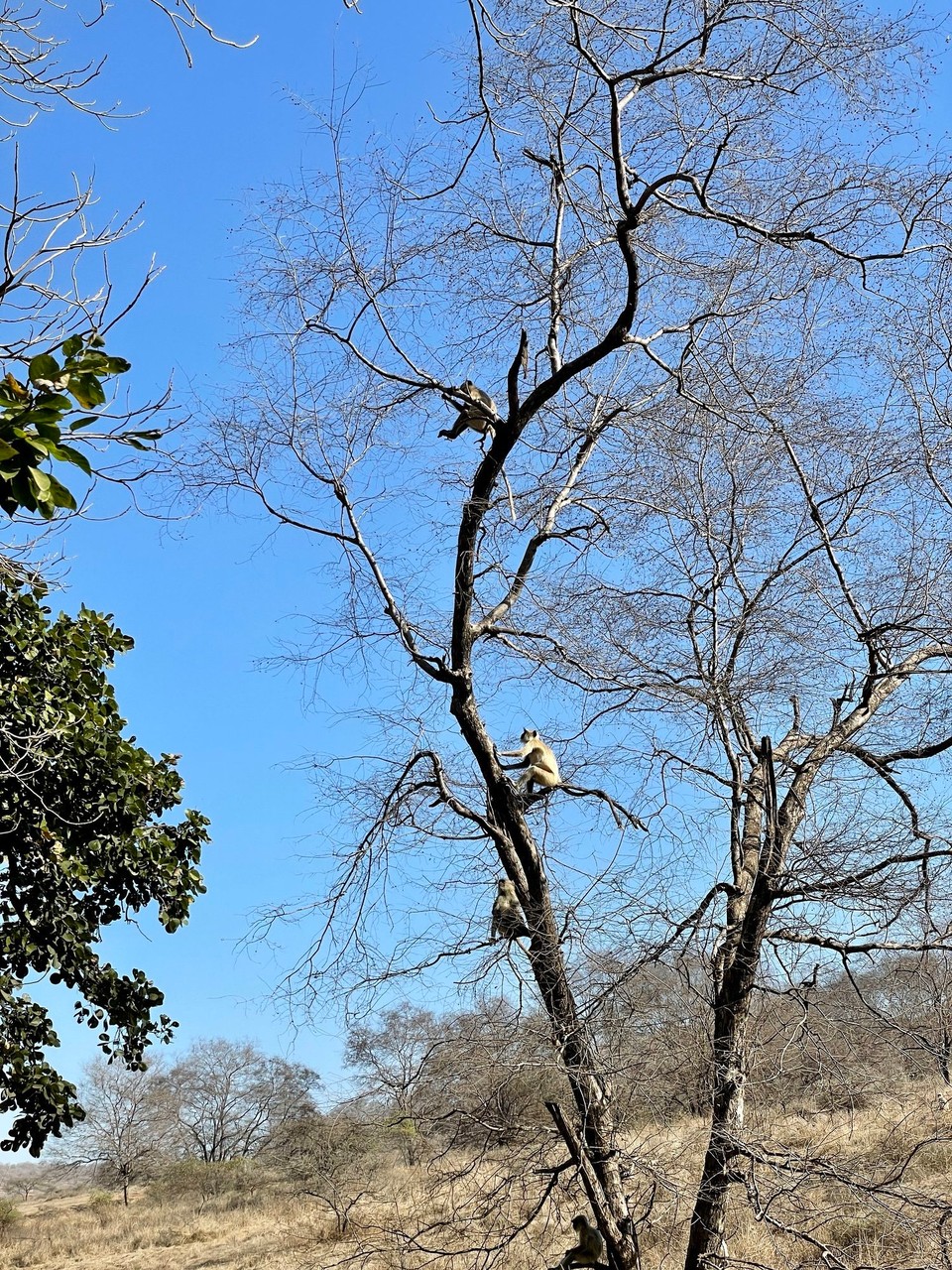 Indien - Ranthambore - 