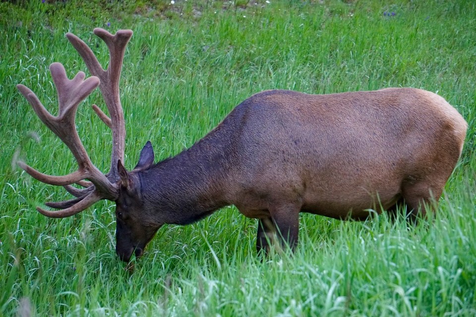 Kanada - Valemount - 