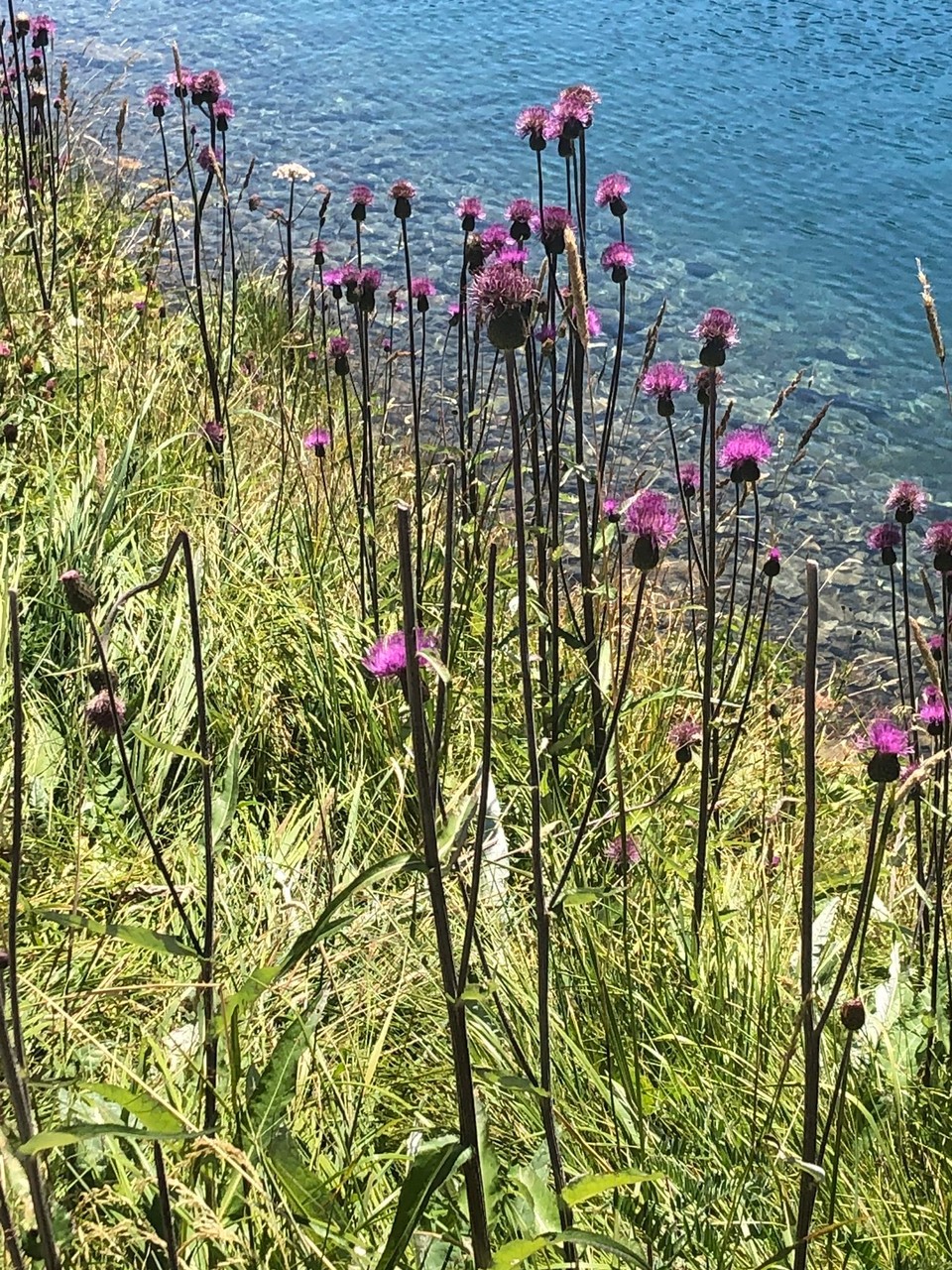 Schweiz - St. Moritz - 