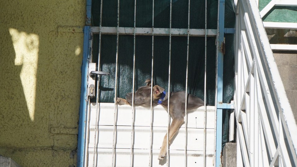 Réunion - Cilaos - Fauler Hund!