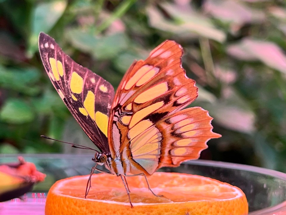 Dänemark - København K - 