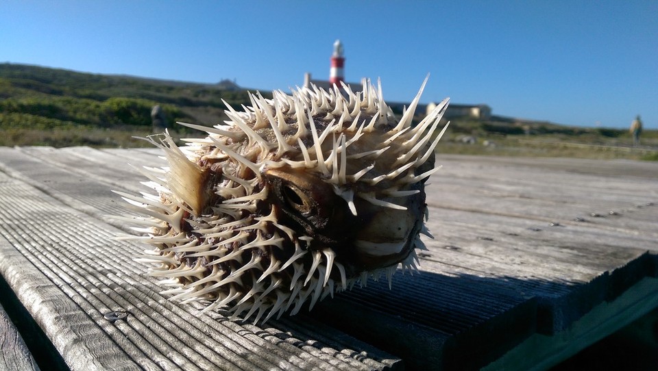 Südafrika - L'Agulhas - Der Dicke Kugelfisch sieht irgendwie noch lebendig aus besonders die tief schwarzen Augen starrten einen an...

