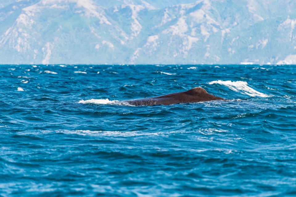 Neuseeland - Kaikoura Central - 
