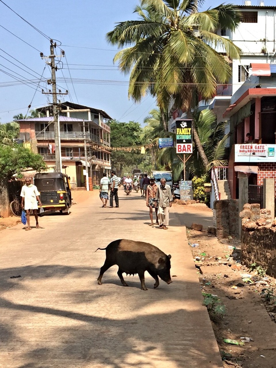 Indien - Gokarna - Schweinchen mit Haar-Transplantat