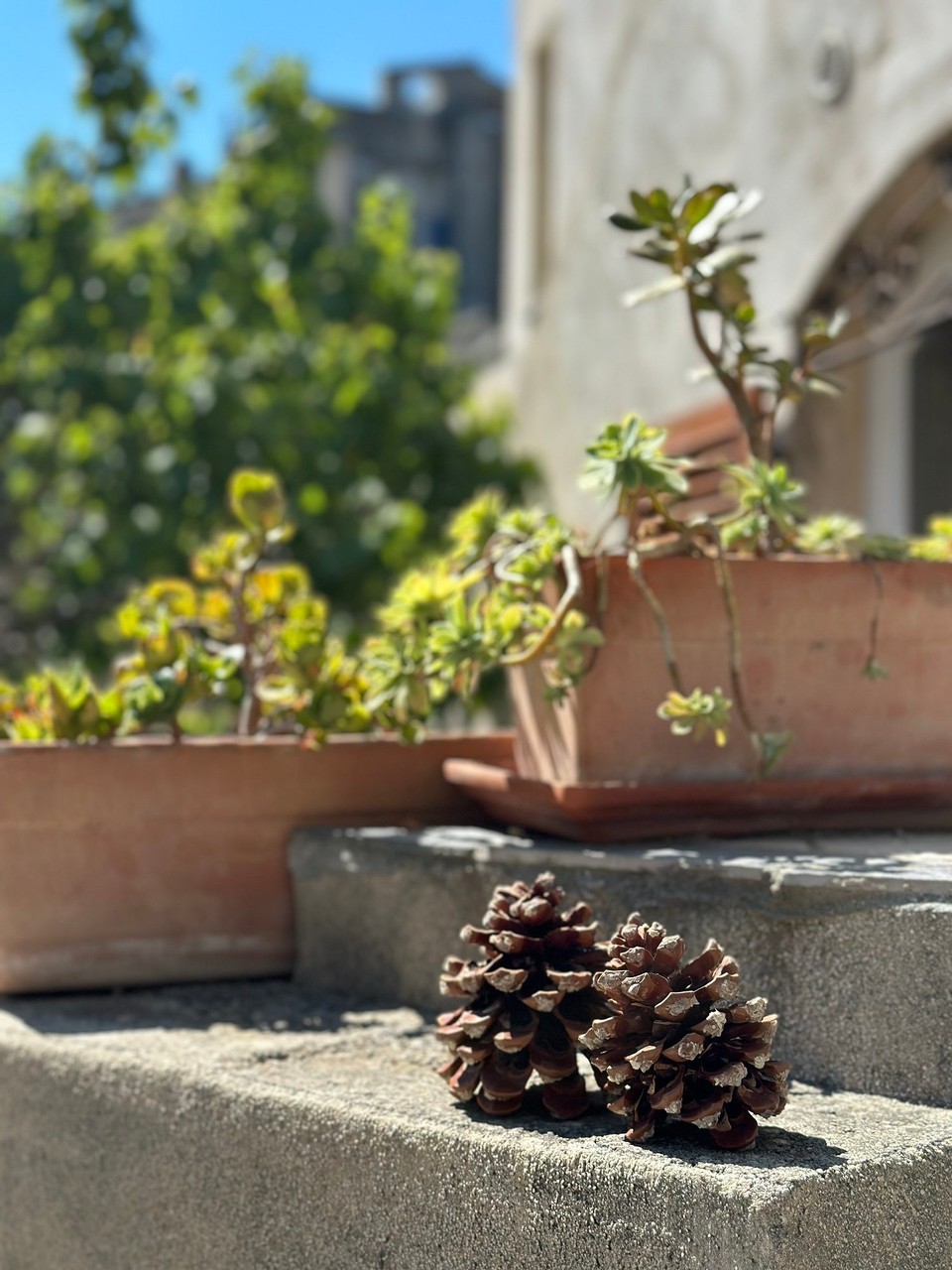 Frankreich - Saint-Florent - 