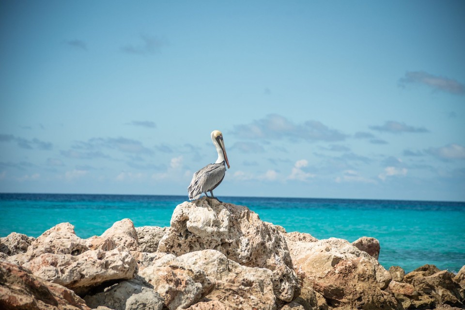 Aruba - Oranjestad - Pelikan 