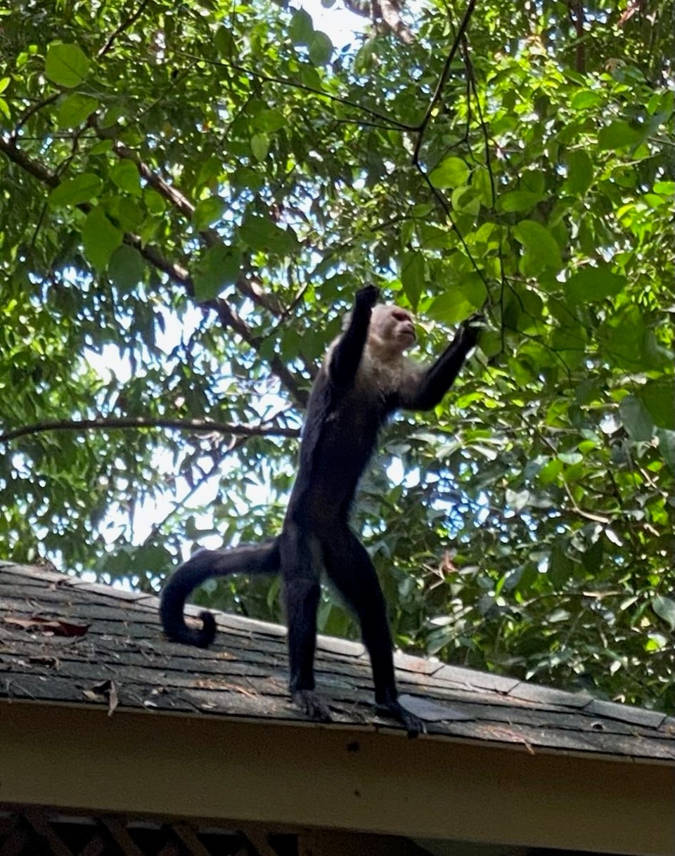 Costa Rica - Osa - Beim zum-nächsten-Hotel-fahren machten wir einen Stop in einem Parce Nacional. Wir sahen viele Affen. Aber es war irgendwie nicht so ein richtiger Dschungel. (Wie wir es kennen)