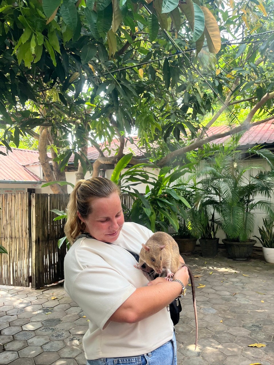 Cambodia - Siem Reap - Was actually so cute! More like a big guinea pig than a rat 