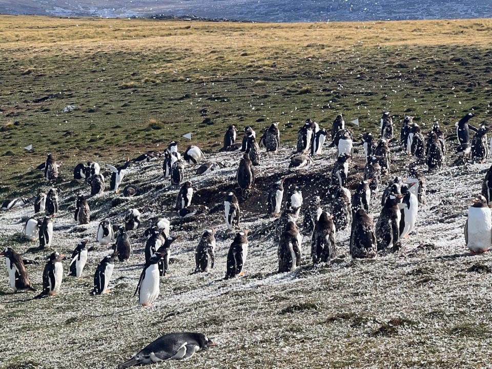 Falkland Islands (Islas Malvinas) - unbekannt - The penguin colony