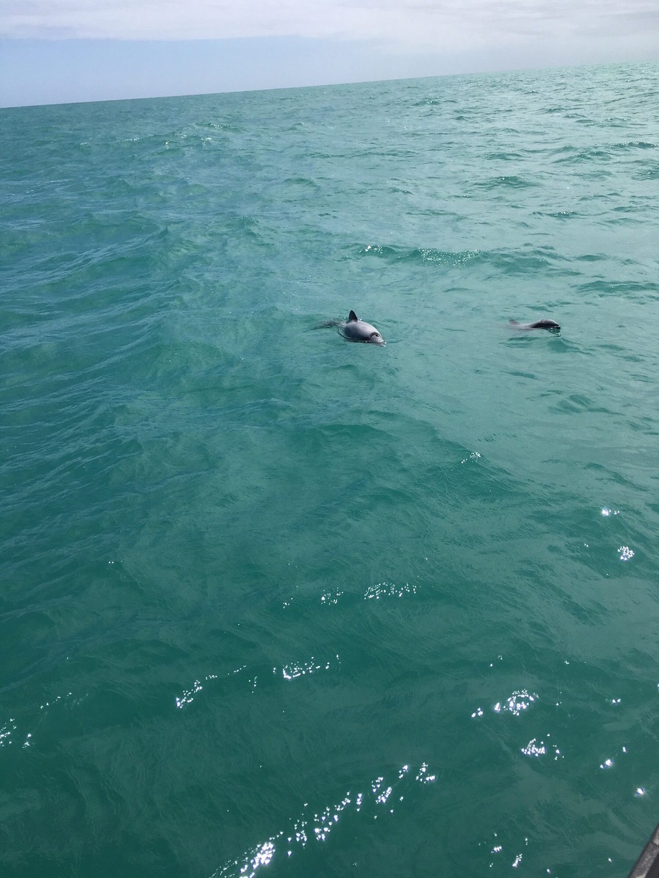Neuseeland - Akaroa - 