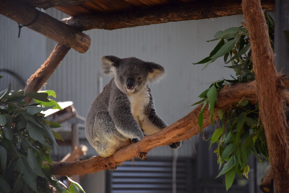 Australien - Port Macquarie - Ein anderer kranker Koala