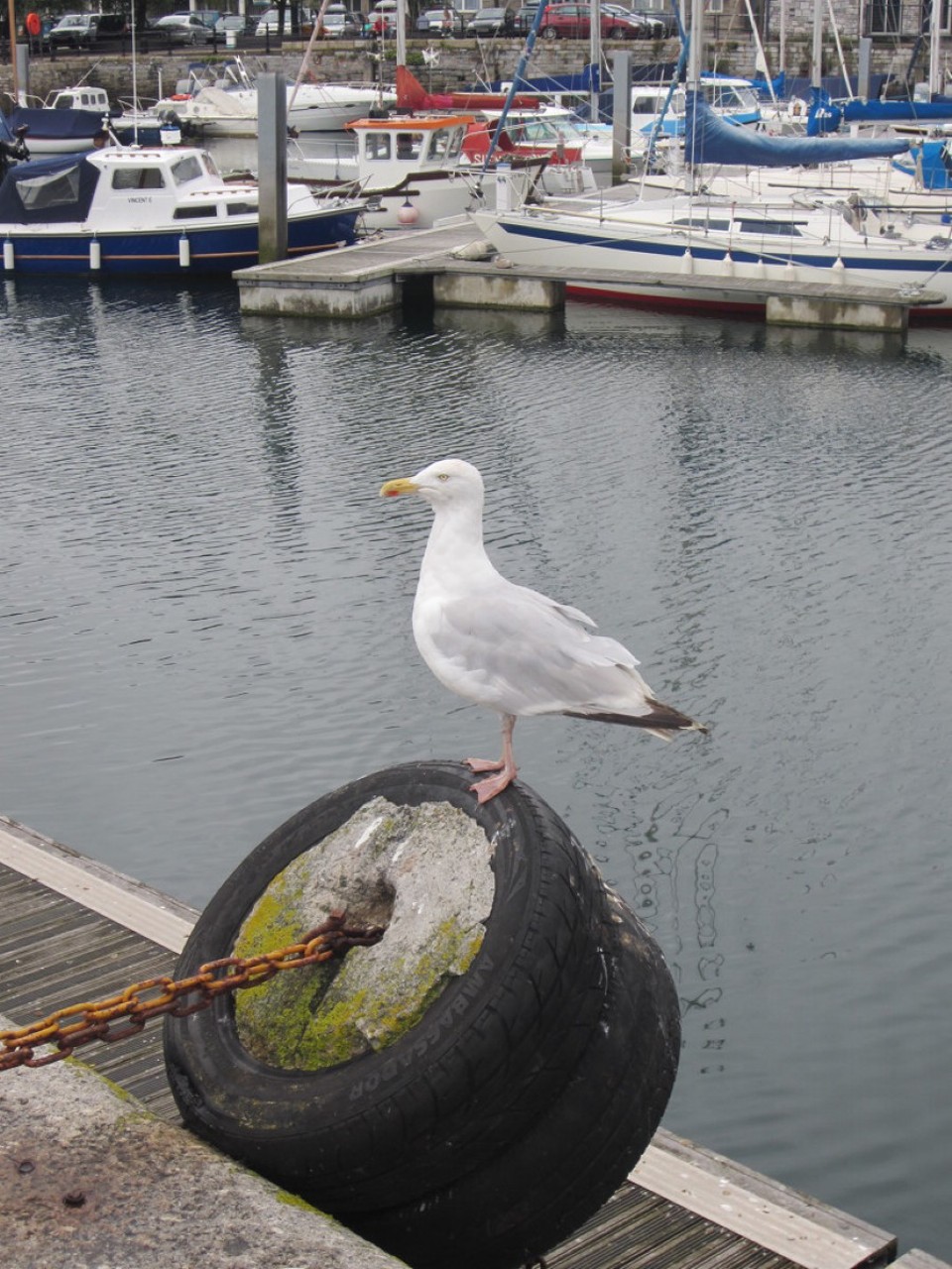 Vereinigtes Königreich - Plymouth - Polizist am Hafen