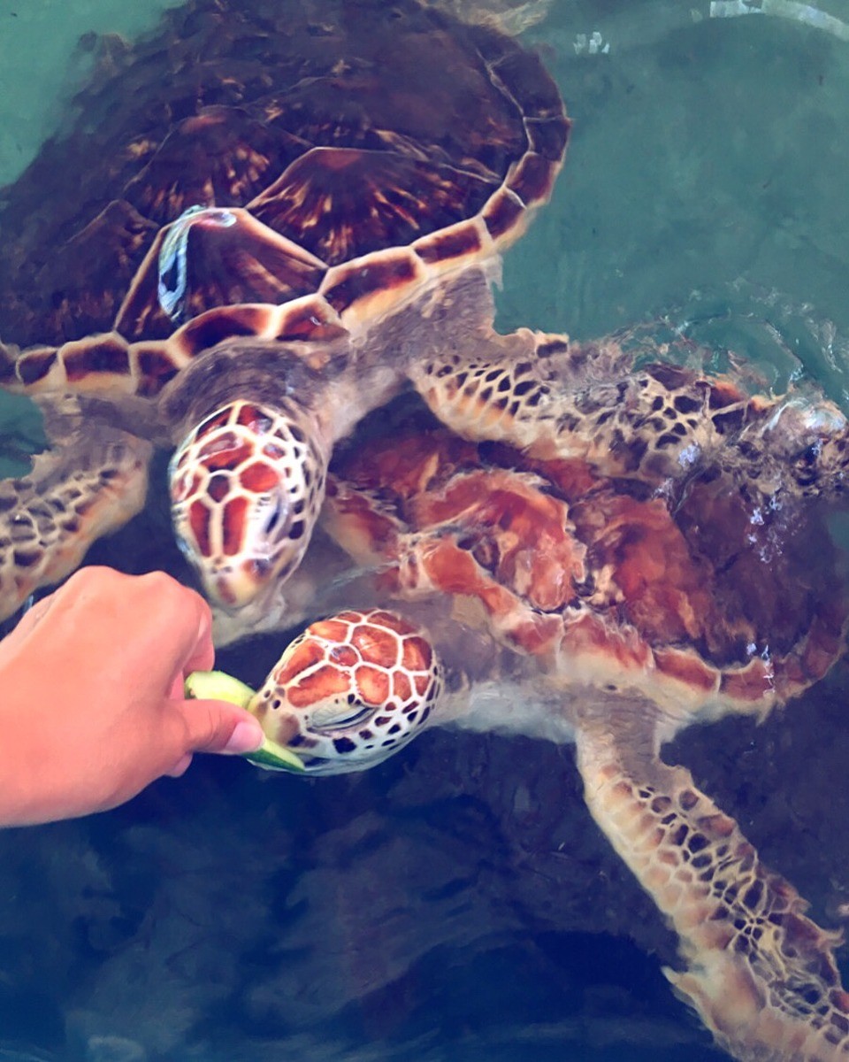 Thailand -  - Fütterung mit frischen Gurken 😆