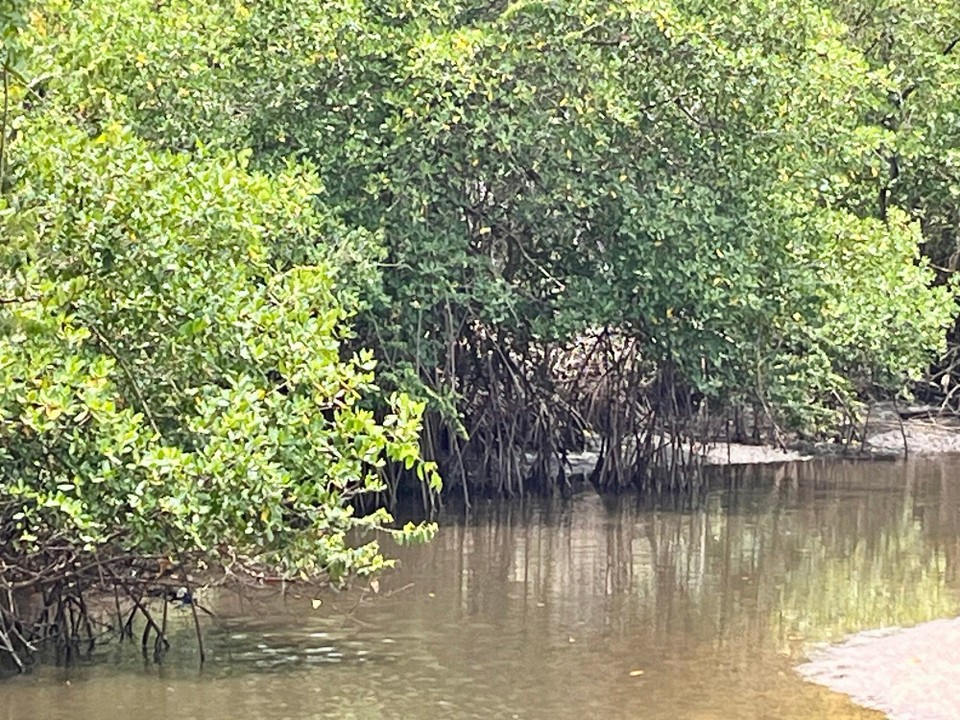 Brasilien - Jacuípe - 