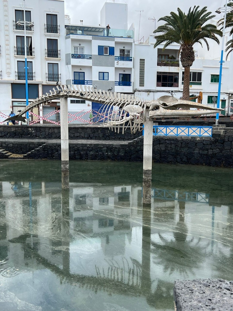 Spanien - Arrecife - Diese Tauben haben ganze Arbeit geleistet und das Skelett gründlich abgenagt. 