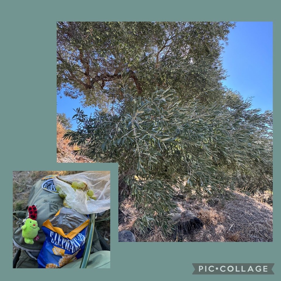 Griechenland - Myrthios - Keep it simple… kleine Pause unterm Olivenbaum! 