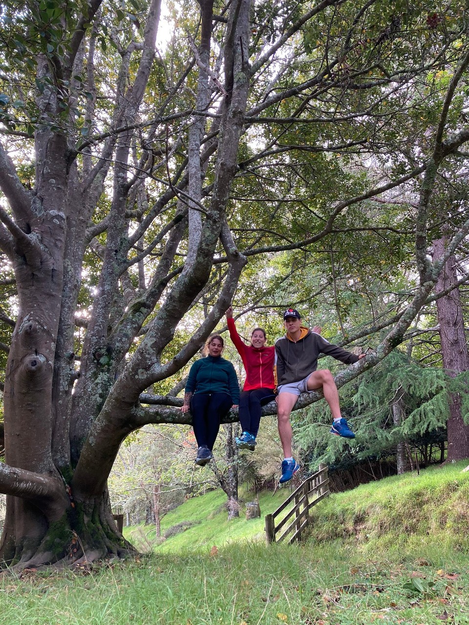 Neuseeland - Gisborne - Machen wir doch ein Bild auf dem Baum 🤷🏻‍♀️