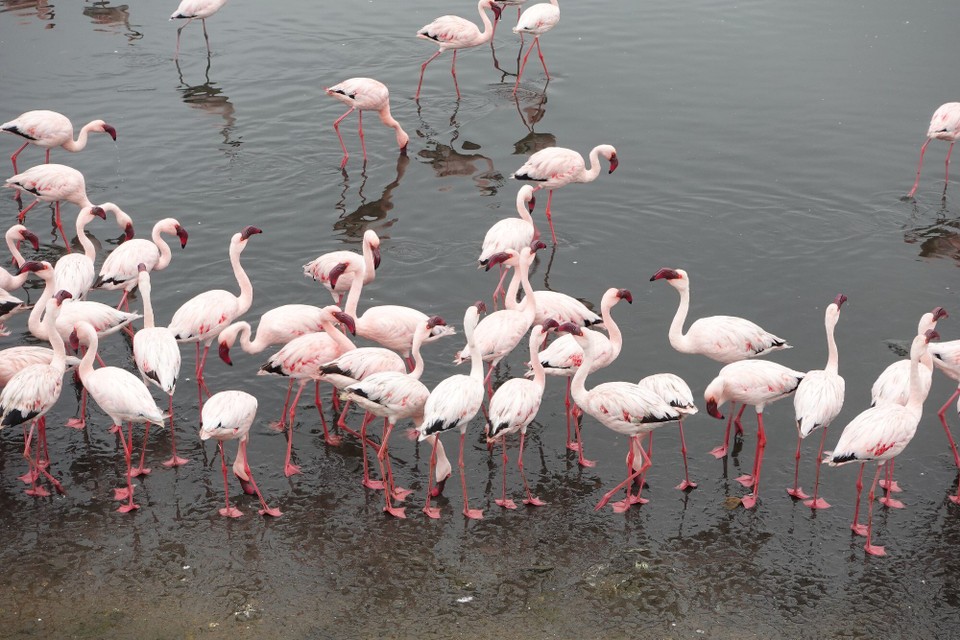 Namibia - Walfischbucht - puer vun de Flamingoen , döi gruus Zort