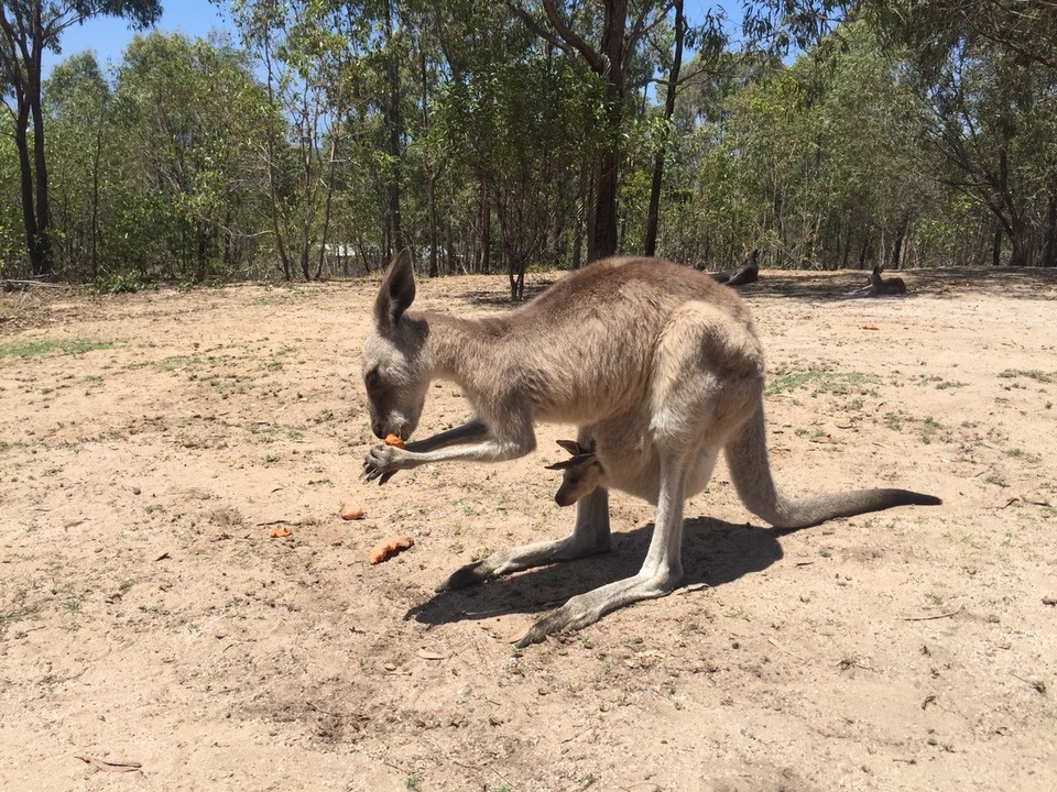  - Australia, Agnes Water, Horizons Kangaroo Sanctuary - 