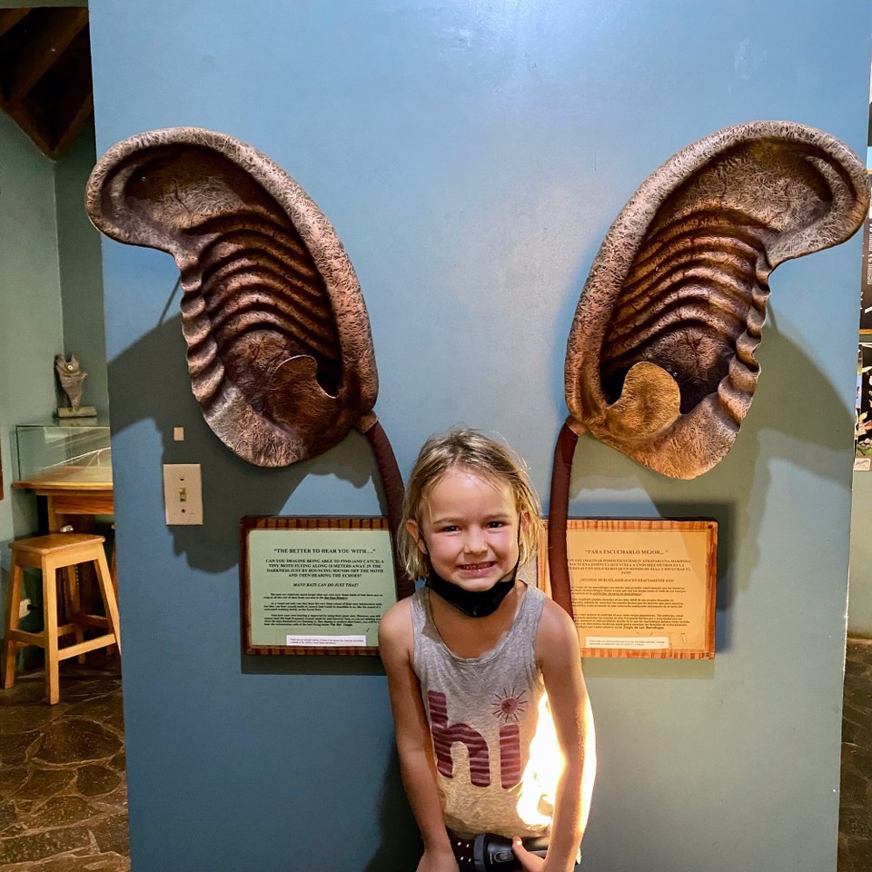 Costa Rica -  - Nach der Reise auf Santa Elena gingen wir zu einem Kollegen von einem Kollegen von meinem Vater. Er ist Chef von einem Fledermaus Museum.wir haben viel gelernt (z.B. wenn eine Fledermaus so gross wie einen Menschen wäre, wären ihre Ohren so gross wie auf dem Bild)