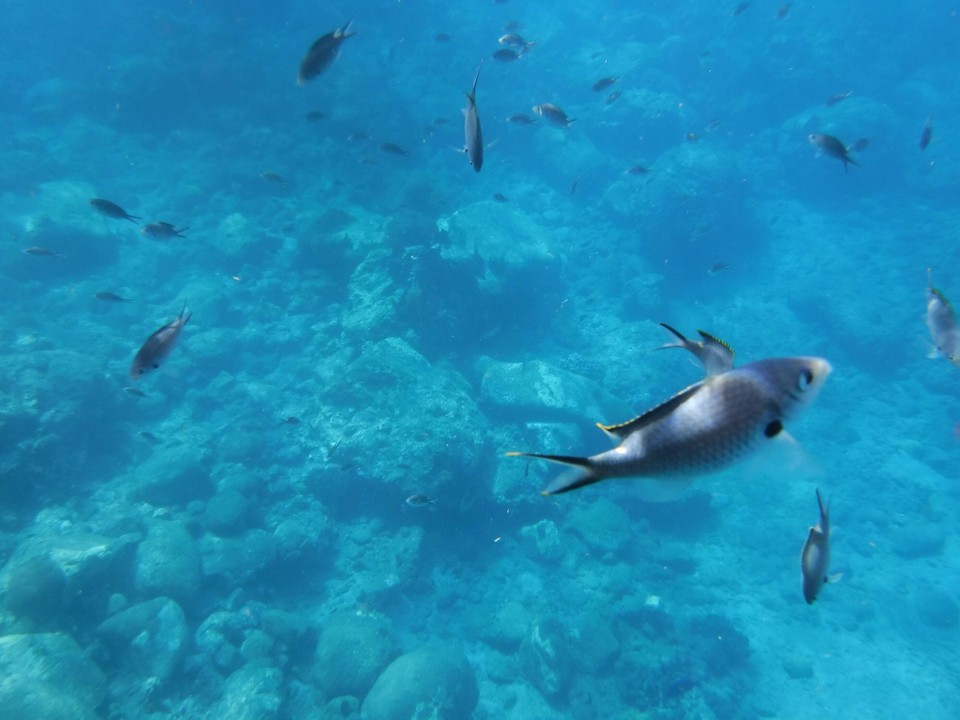 Dominica -  - 