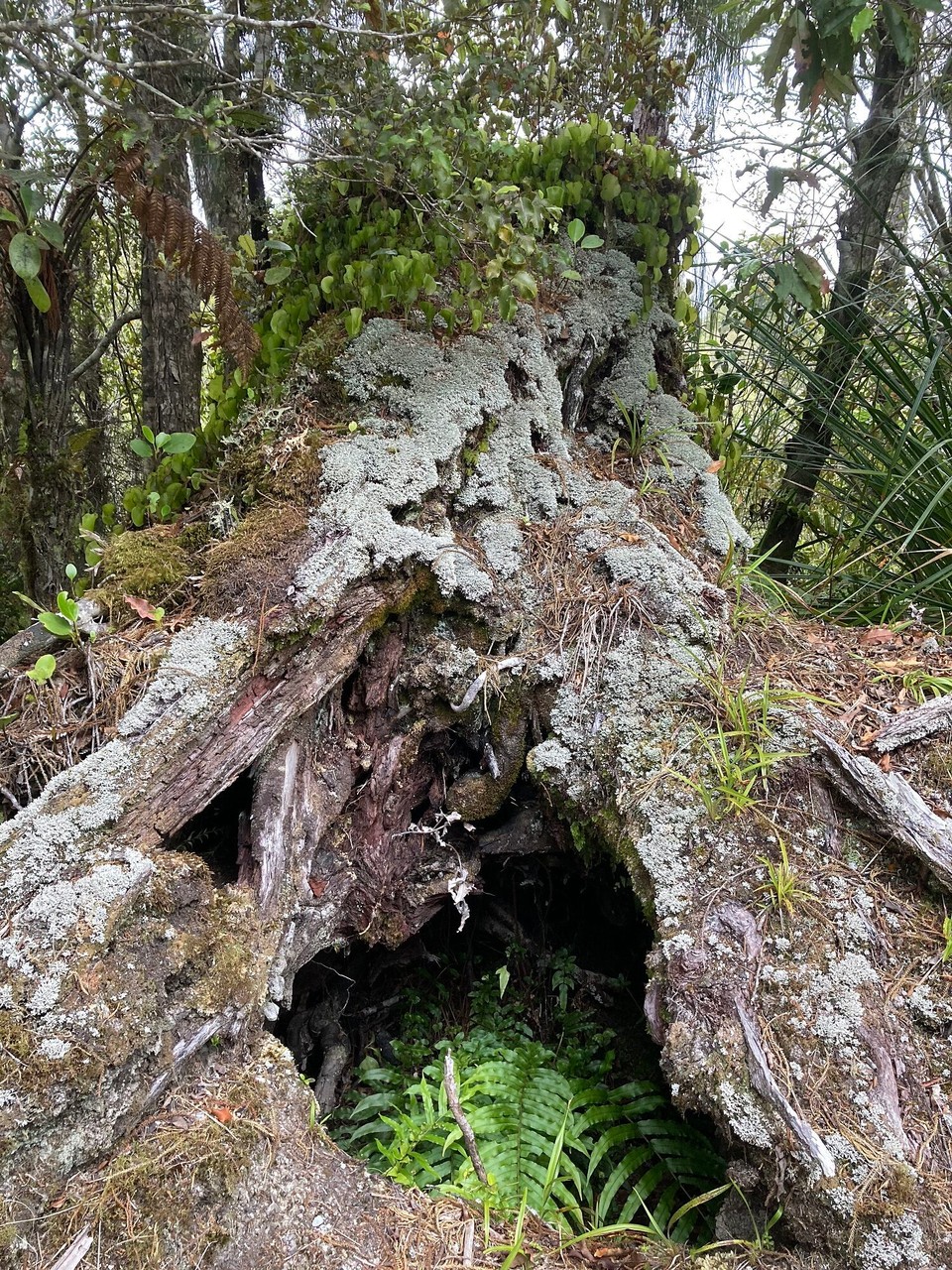 Neuseeland - Harihari - 