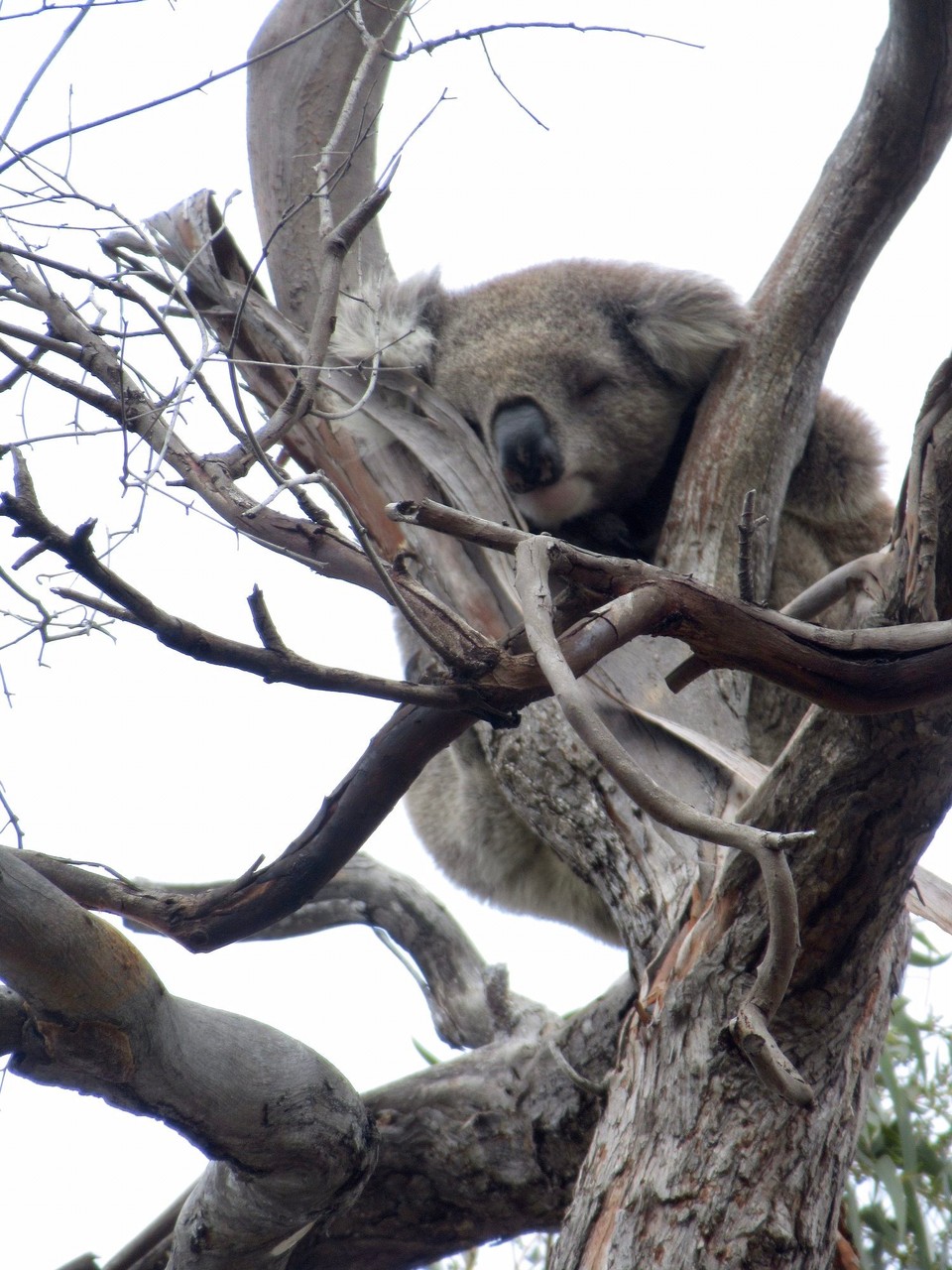 Australien - Raymond Island - ...oder auch mal ganz oben....