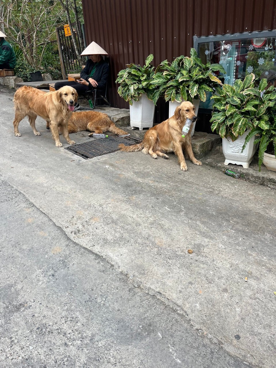 Vietnam - Da Lat - Cute doggies we played whilst waiting for the grab back. We waited for ages, and the beep their horns so much here it’s so frustrating 😀