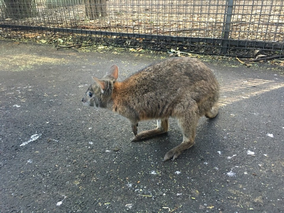 Australia - Sydney - Und es wäre nicht Australien wenn man nicht ein Känguru gesehen hätte 