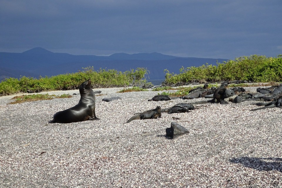 Ecuador - Fernandina Island - Sea lion and iguanas