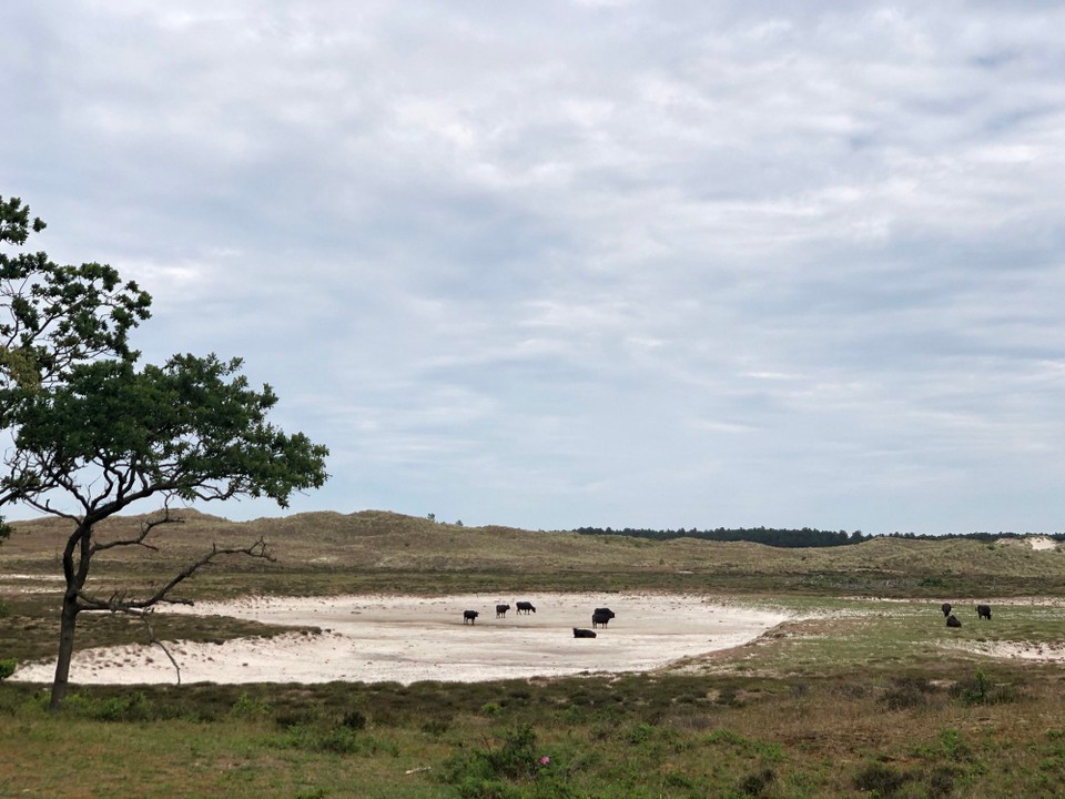 Niederlande - Schoorl - 