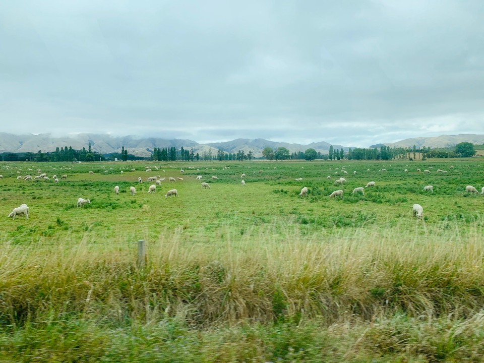 Neuseeland - Arthur's Pass - 