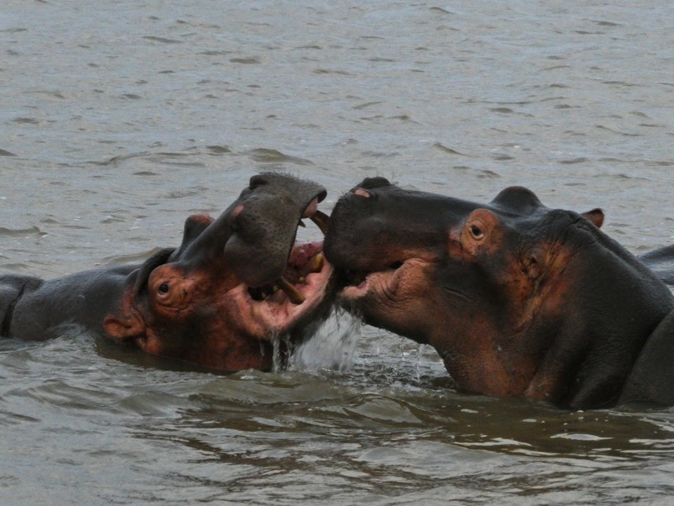 Südafrika - iSimangaliso-Wetland-Park - 