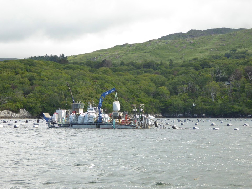 Ireland -  - Mussel farming.