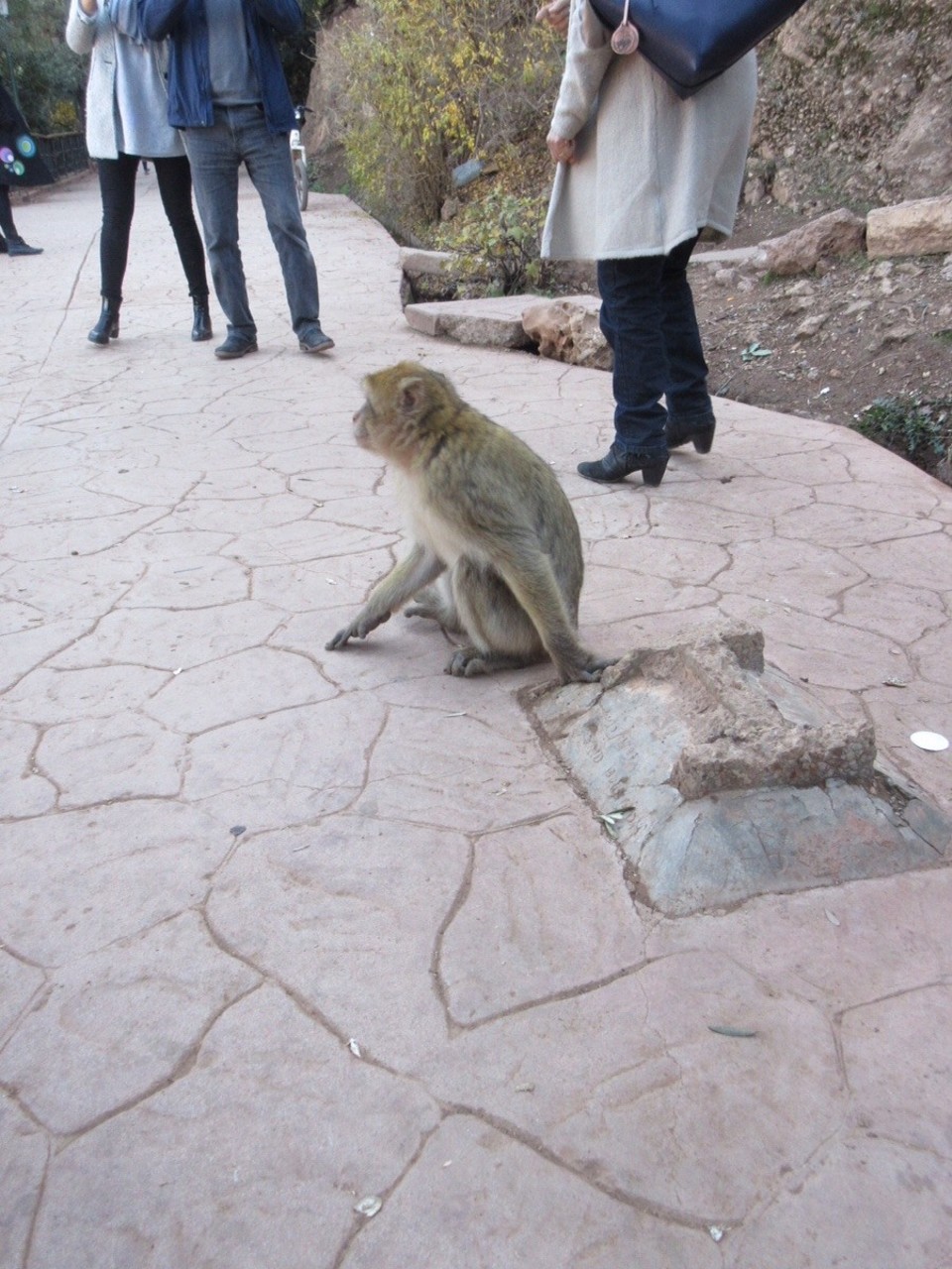 Morocco - Marrakech - 