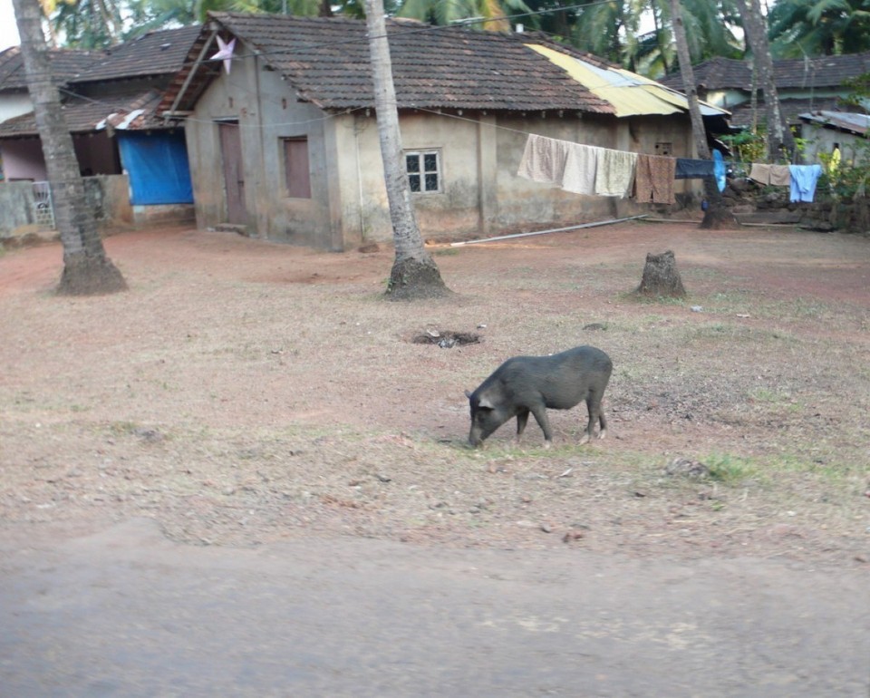 Indien - Agonda Beach - 