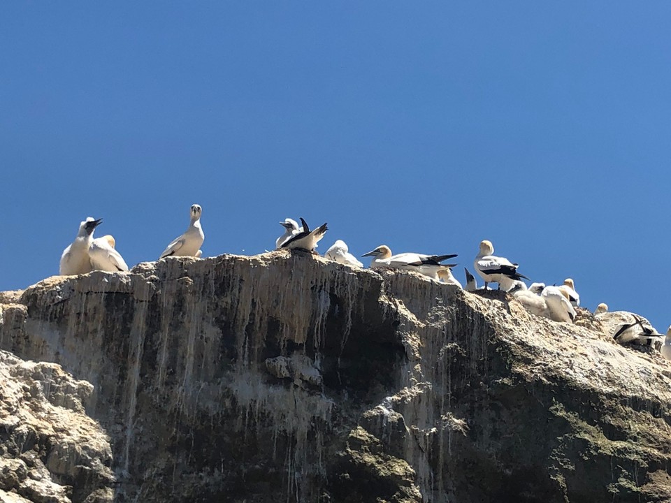 Neuseeland - Clifton - 